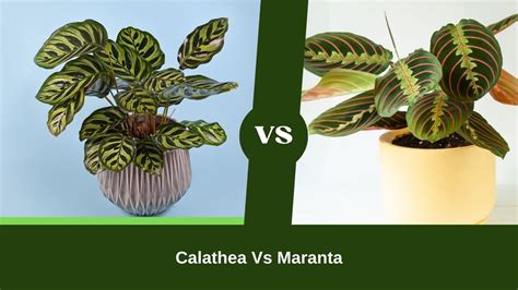 calathea vs humidity